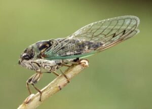 a cicada